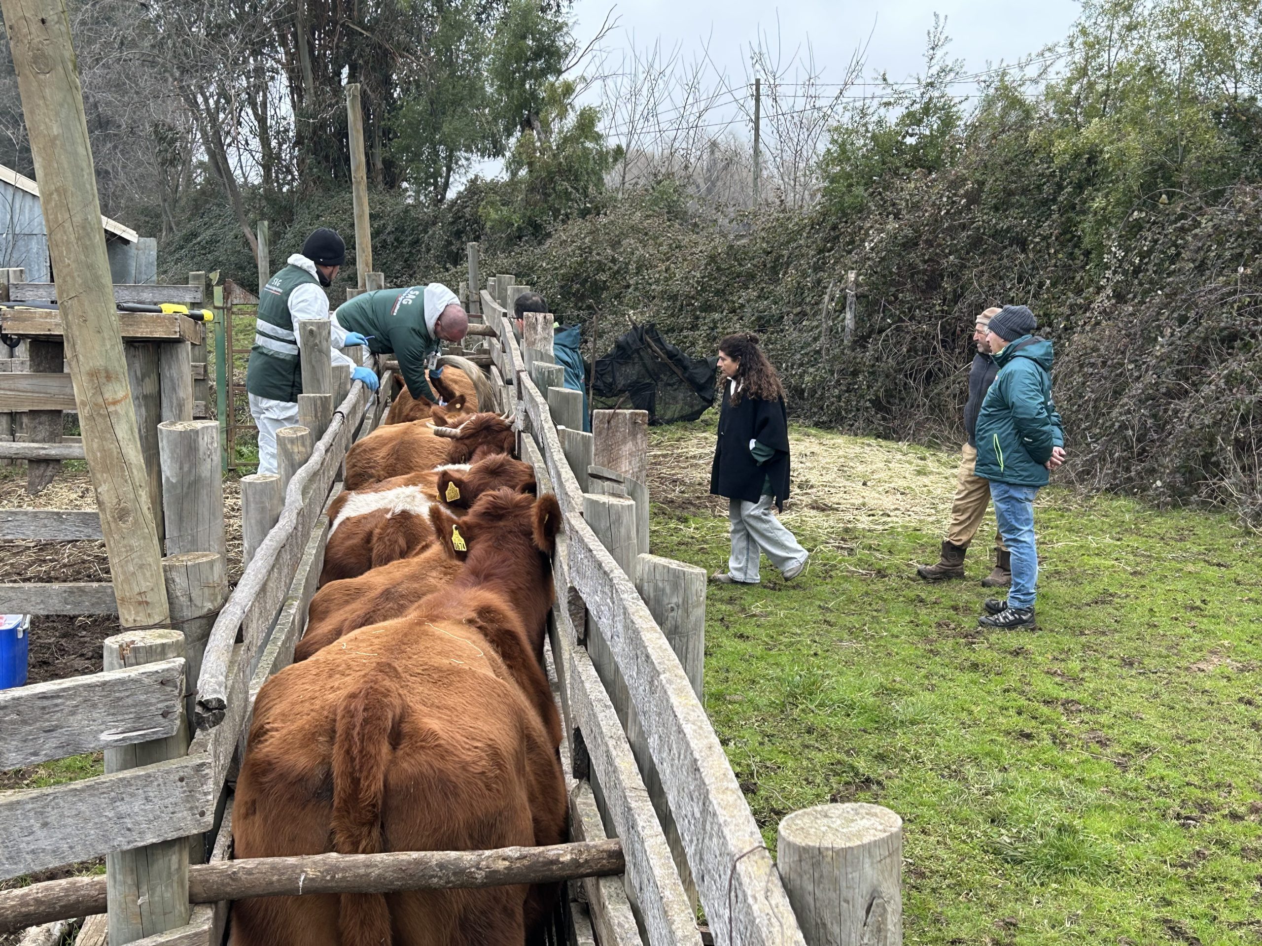 Seremi de Agricultura del Maule y SAG visitan predio ganadero por plan de erradicación de la Brucelosis bovina