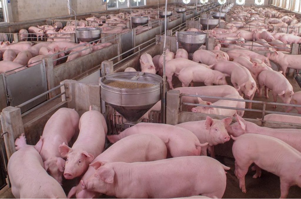 Regulaciones de la industria porcina en Chile